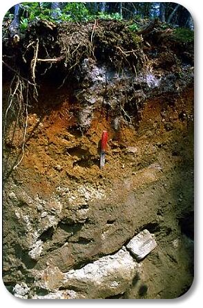 humic soil