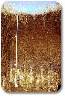 Hydromorphic Soils