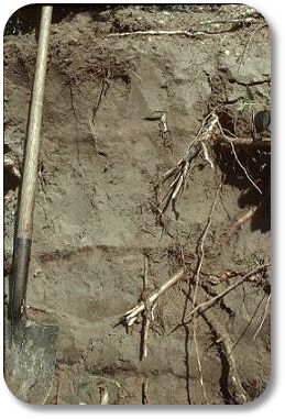 Inceptic Soils