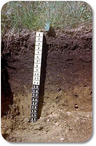 melanicsoil