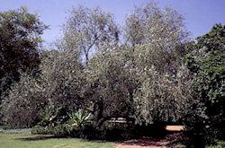 Salix mucronata
