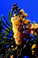 trees2.jpg (15399 bytes)