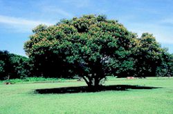 trees3.jpg (13271 bytes)