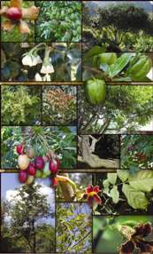 Trees Brochure - click on the image to open the document