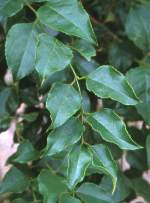 leaves