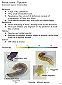 Tipulidae: craneflies