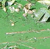 Cyanobacterial scum and water hyacinth at Roodeplaat Dam