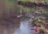 a Limpopo Province river
