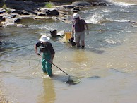Electrofishing at the Dorp confluence - Hugh Dixon-Paver of DWAF