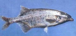 Bulldog fish (<i>Marcusenius macrolepidotus</i>) - Andrew Deacon