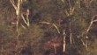 Fever trees in the Kruger National Park - Andrew Deacon