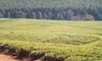 a tea estate, May 2001 - Wilma Strydom