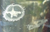 Two jellyfish swimming 20010110