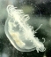 Jellyfish bell swimming 20010110