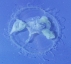 Jellyfish flat view 20010110