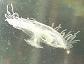 Jellyfish side view 20010110